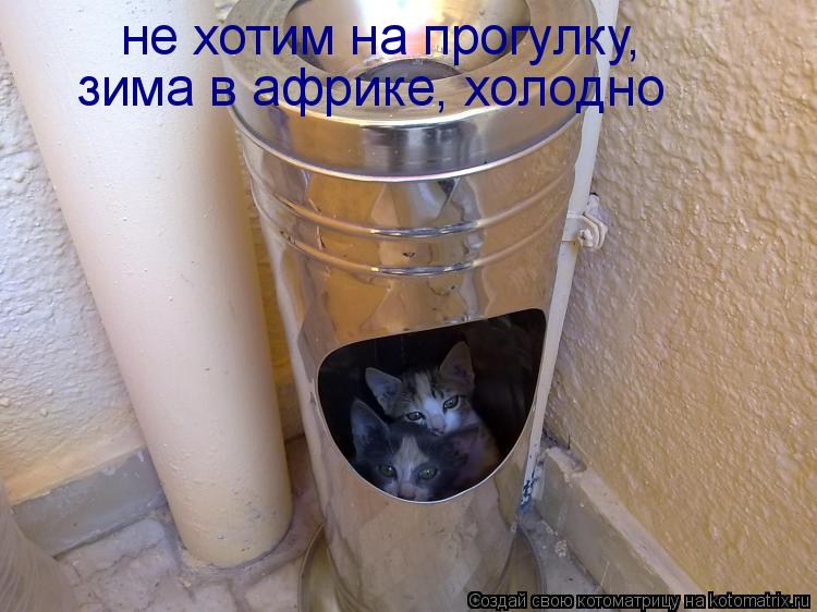 Котоматрица: не хотим на прогулку, зима в африке, холодно