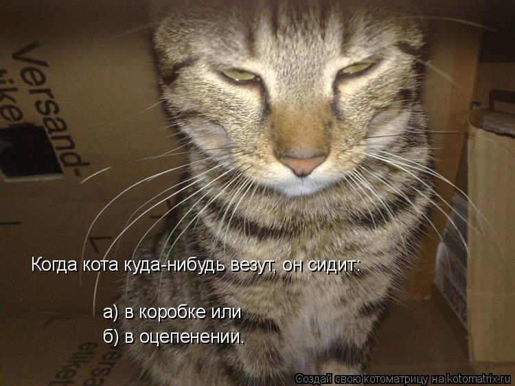 Котоматрица: Когда кота куда-нибудь везут, он сидит:  а) в коробке или  б) в оцепенении.