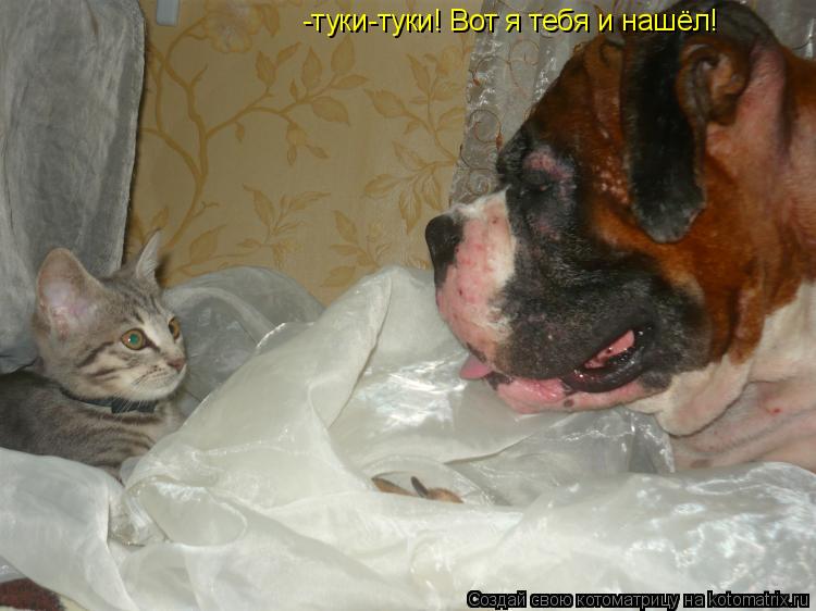Котоматрица: -туки-туки! Вот я тебя и нашёл!