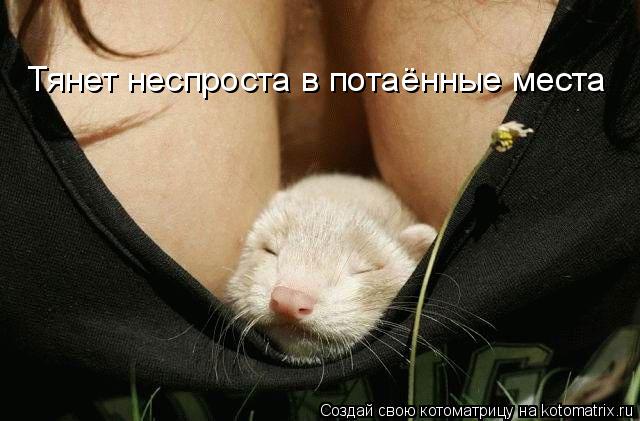 Котоматрица: Тянет неспроста в потаённые места