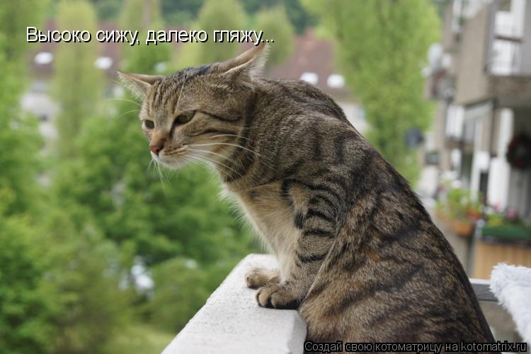 Котоматрица: Высоко сижу, далеко гляжу...
