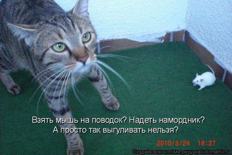 Котоматрица: Взять мышь на поводок? Надеть намордник? А просто так выгуливать нельзя?