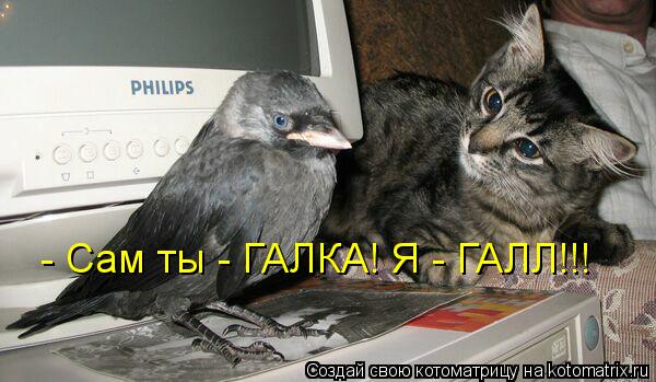 Котоматрица: - Сам ты - ГАЛКА! Я - ГАЛЛ!!!
