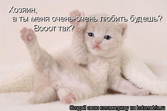 Котоматрица: Хозяин,   а ты меня очень-очень любить будешь?  Вооот так?