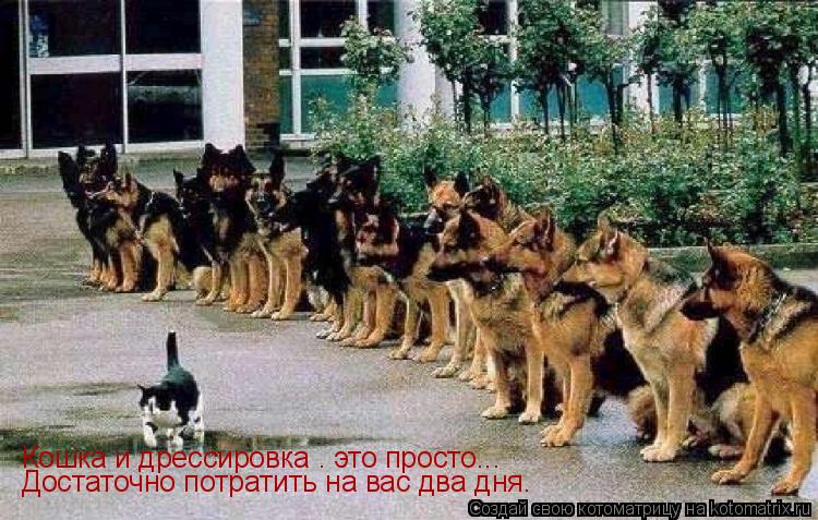 Котоматрица: Кошка и дрессировка – это просто...  Достаточно потратить на вас два дня.