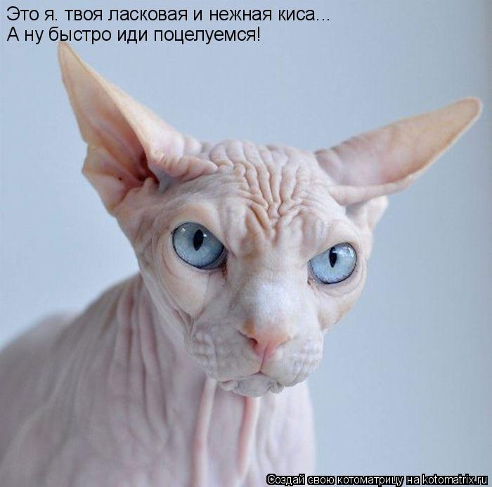 Котоматрица: Это я. твоя ласковая и нежная киса... А ну быстро иди поцелуемся!