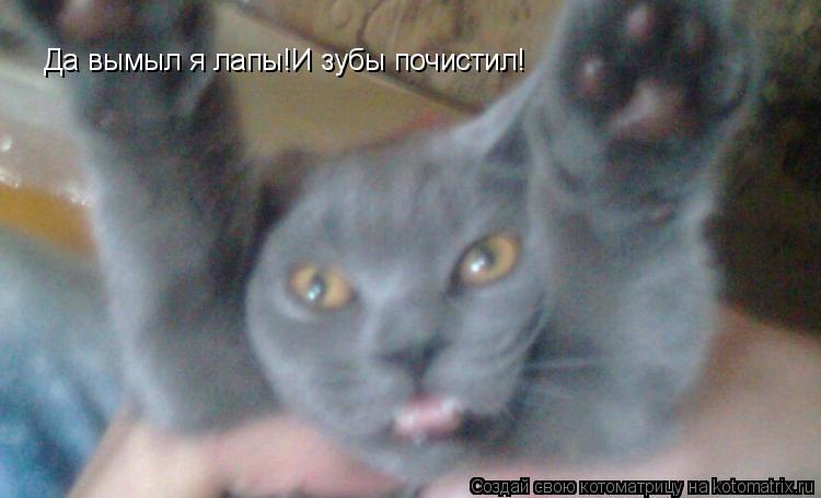 Котоматрица: Да вымыл я лапы!И зубы почистил!