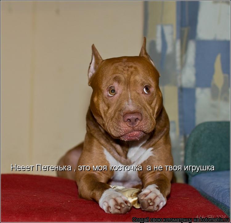 Котоматрица: Hеeeт Петенька , это моя косточка  а не твоя игрушка 