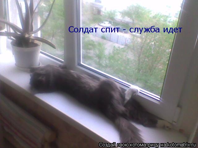 Котоматрица: Солдат спит - служба идет