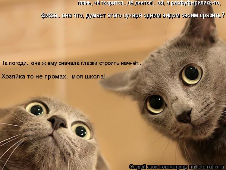 Котоматрица: глянь, чё творится..,чё деется!.. ой, а расфуфырилась-то, Та погоди.. она ж ему сначала глазки строить начнёт.. фифа.. она что, думает этого сухар