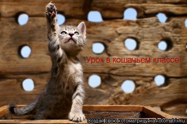 Котоматрица: Урок в кошачьем классе!