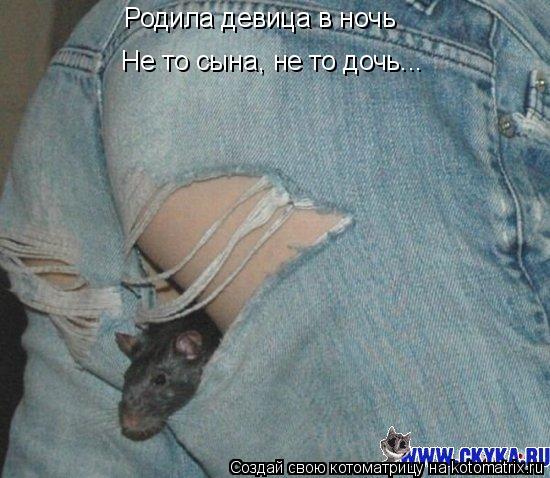 Котоматрица: Родила девица в ночь Не то сына, не то дочь...