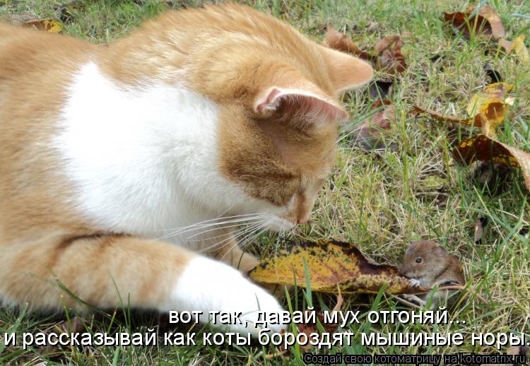 Котоматрица: вот так, давай мух отгоняй... и рассказывай как коты бороздят мышиные норы...