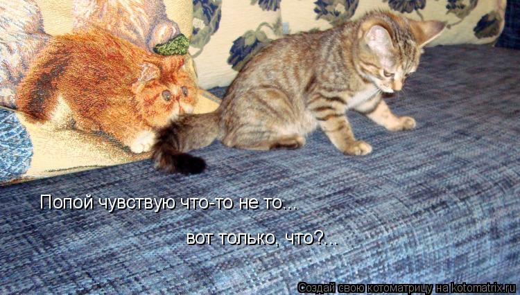 Котоматрица: Попой чувствую что-то не то... Попой чувствую что-то не то... вот только, что?...