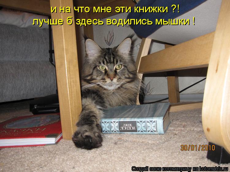 Котоматрица: и на что мне эти книжки ?! лучше б здесь водились мышки !