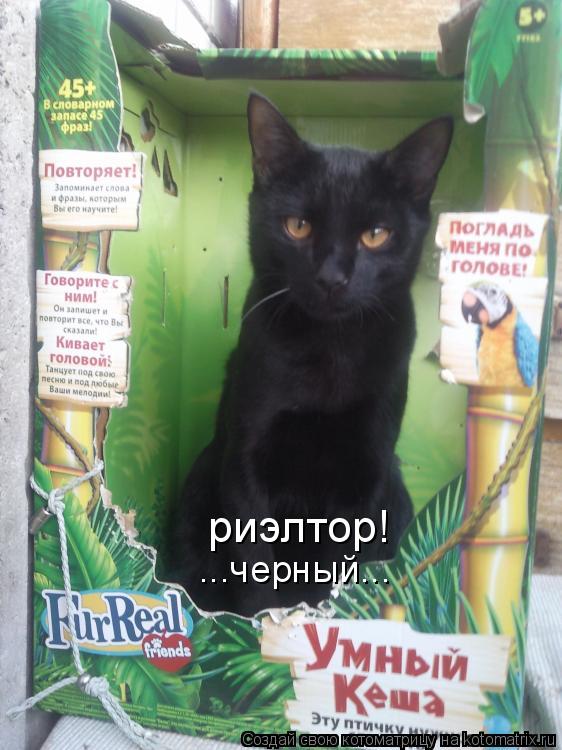Котоматрица: риэлтор! ...черный...