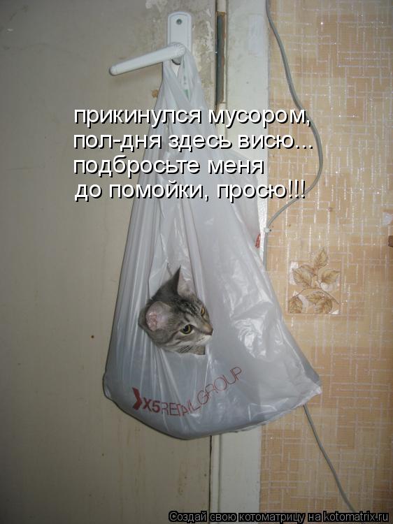 Котоматрица: до помойки, просю!!! подбросьте меня  пол-дня здесь висю... прикинулся мусором,