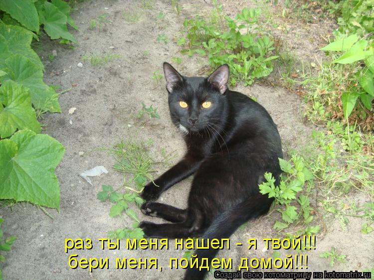 Котоматрица: раз ты меня нашел - я твой!!! бери меня, пойдем домой!!!