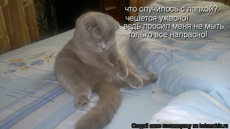 Котоматрица: что случилось с лапкой? чешется ужасно! ведь просил меня не мыть, только все напрасно!