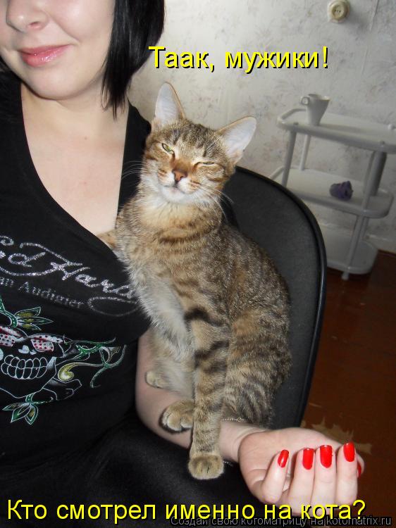 Котоматрица: Таак, мужики!  Кто смотрел именно на кота?