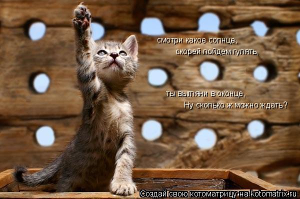 Котоматрица: смотри какое солнце, смотри какое солнце, скорей пойдем гулять, ты выгляни в оконце, Ну сколько ж можно ждать?