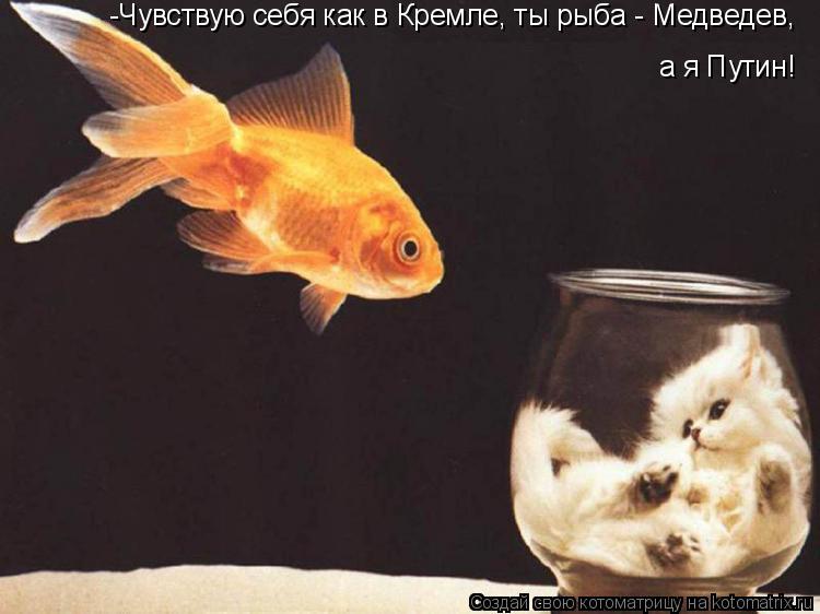 -Чувствую себя как в Кремле, ты рыба - Медведев, а я Путин!... Котоматрица: -Чувствую себя как в Кремле, ты рыба - Медведев, а я Путин!