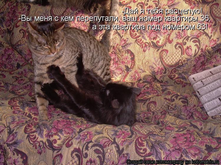 Котоматрица: -Дай я тебя расцелую! -Вы меня с кем перепутали, ваш номер квартиры 36 -Вы меня с кем перепутали, ваш номер квартиры 36, а эта квартира под номеро