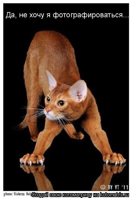 Котоматрица: Да, не хочу я фотографироваться...