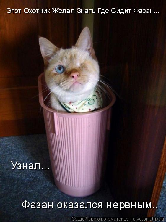 Котоматрица: Этот Охотник Желал Знать Где Сидит Фазан... Узнал... Фазан оказался нервным...