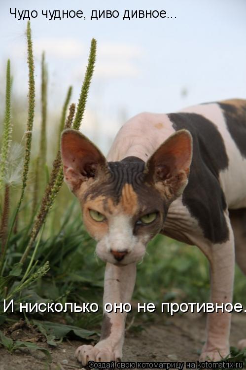 Котоматрица: Чудо чудное, диво дивное... И нисколько оно не противное...