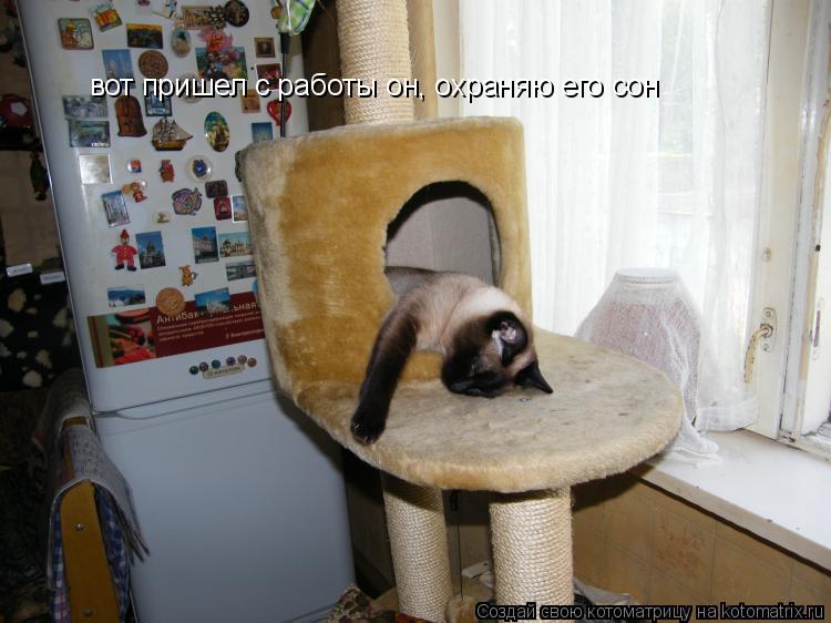 Котоматрица: вот пришел с работы он, охраняю его сон