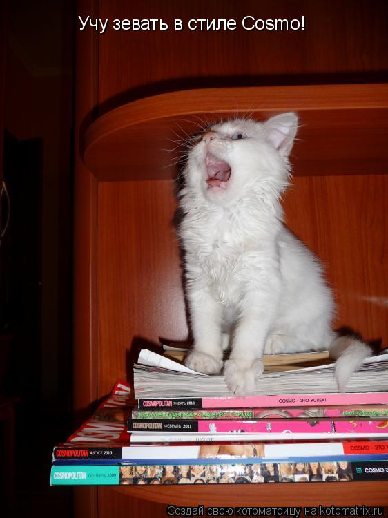 Котоматрица: Учу зевать в стиле Cosmo!