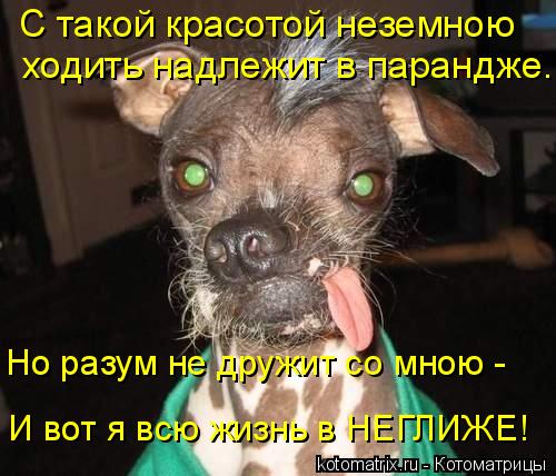 Котоматрица: С такой красотой неземною ходить надлежит в парандже... И вот я всю жизнь в НЕГЛИЖЕ! Но разум не дружит со мною -