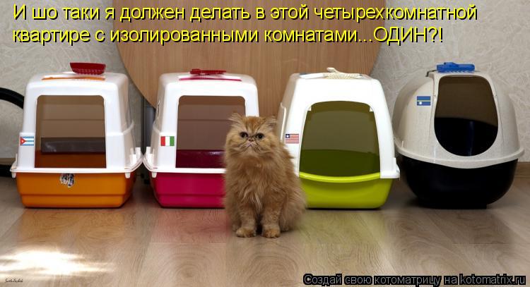 Котоматрица: И шо таки я должен делать в этой четырехкомнатной  квартире с изолированными комнатами...ОДИН?!