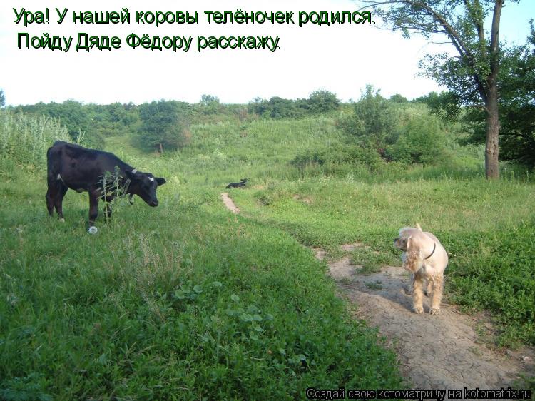 Котоматрица: Ура! У нашей коровы телёночек родился. Пойду Дяде Фёдору расскажу.