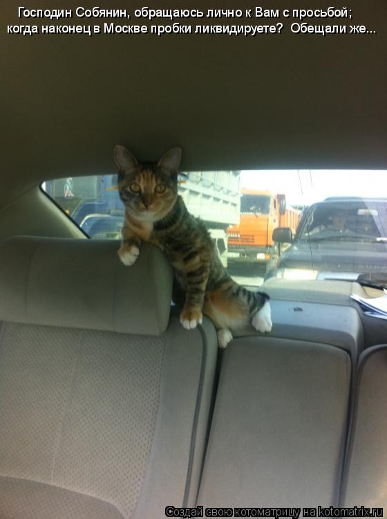 Котоматрица: Господин Собянин, обращаюсь лично к Вам с просьбой; когда наконец в Москве пробки ликвидируете?  Обещали же...