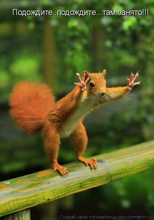Котоматрица: Подождите..подождите...там занято!!!