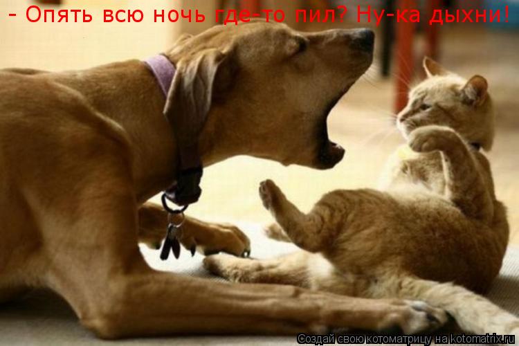 Котоматрица: - Опять всю ночь где-то пил? Ну-ка дыхни!