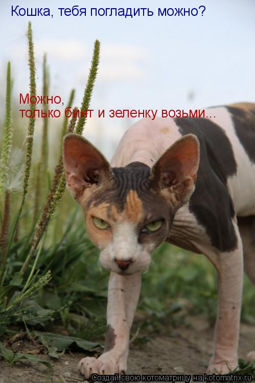 Котоматрица: Кошка, тебя погладить можно? Можно,  только бинт и зеленку возьми...