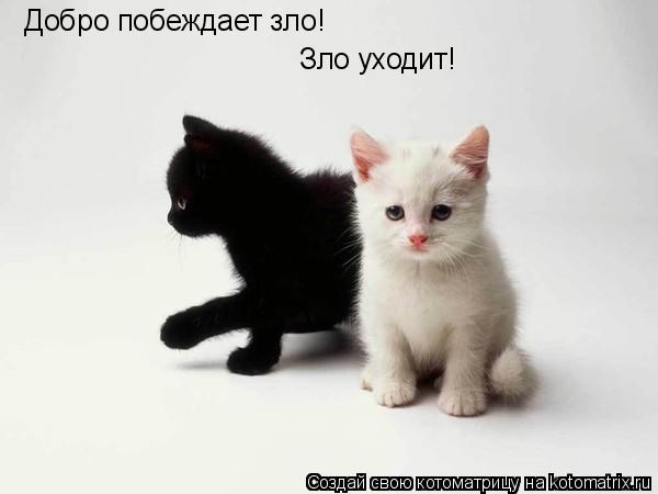 Котоматрица: Добро побеждает зло! Зло уходит!