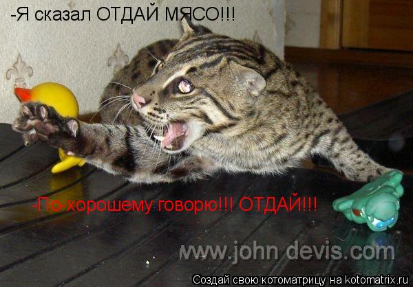Котоматрица: -Я сказал ОТДАЙ МЯСО!!! -По-хорошему говорю!!! ОТДАЙ!!!