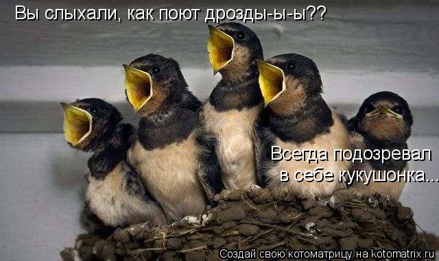 Котоматрица: Вы слыхали, как поют дрозды-ы-ы?? Всегда подозревал  в себе кукушонка...