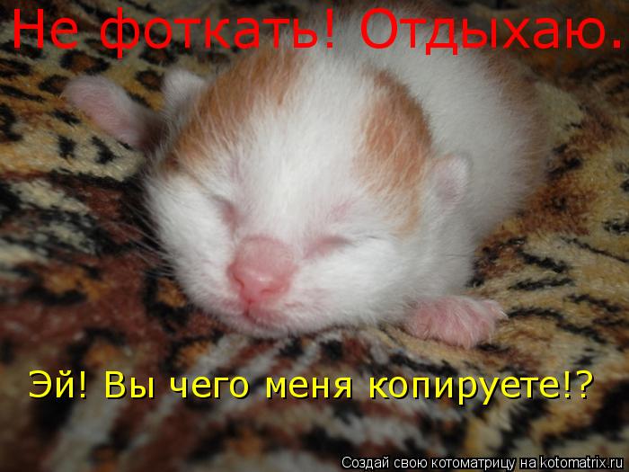 Котоматрица: Не фоткать! Отдыхаю. Эй! Вы чего меня копируете!?