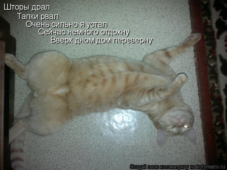Шторы драл Тапки рвал Очень сильно я устал Сейчас немного отдохну Вверх дном дом переверну... Котоматрица: Шторы драл Тапки рвал Очень сильно я устал Сейчас немного отдохну Вверх дном дом переверну
