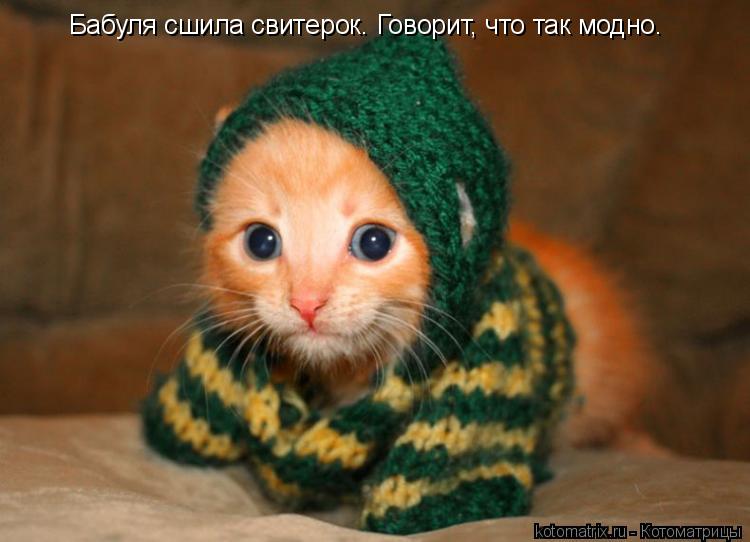 Котоматрица: Бабуля сшила свитерок. Говорит, что так модно.