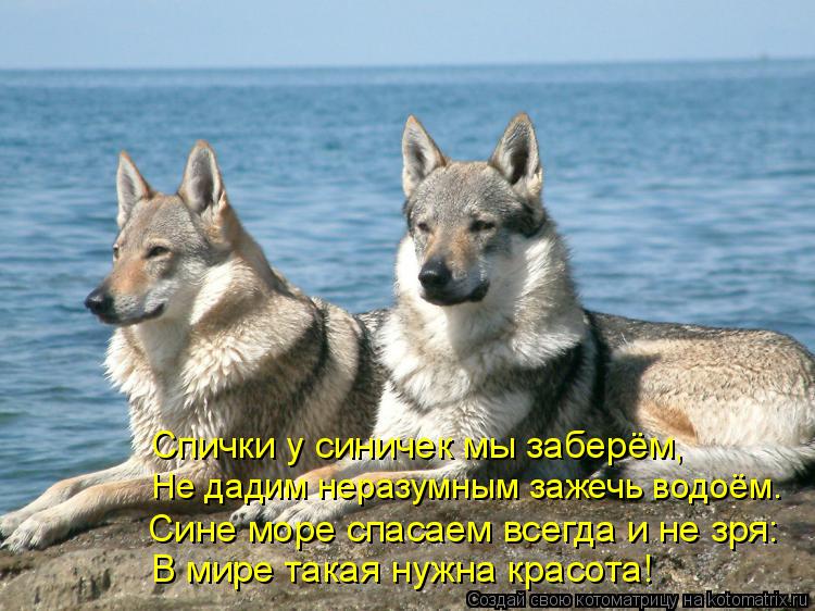 Котоматрица: В мире такая нужна красота! Сине море спасаем всегда и не зря: Не дадим неразумным зажечь водоём. Спички у синичек мы заберём,