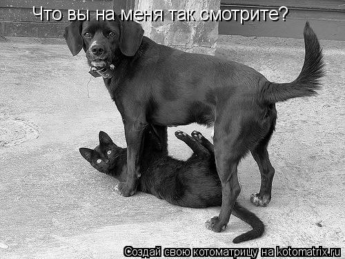 Котоматрица: Что вы на меня так смотрите?