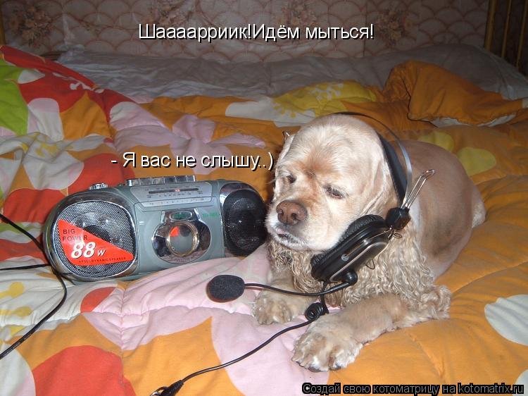 Котоматрица: Шаааарриик!Идём мыться! - Я вас не слышу..)