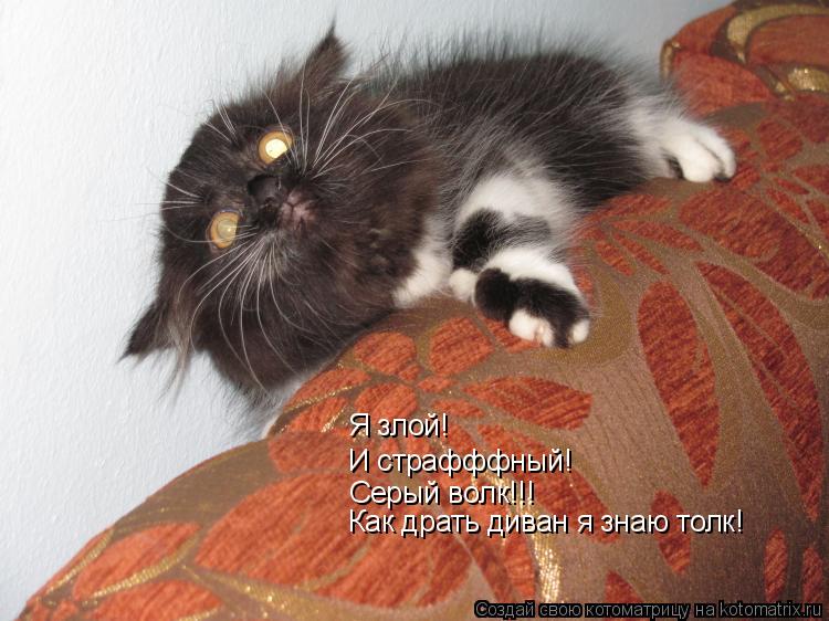 Котоматрица: Я злой! И страфффный! Серый волк!!!  Как драть диван я знаю толк!