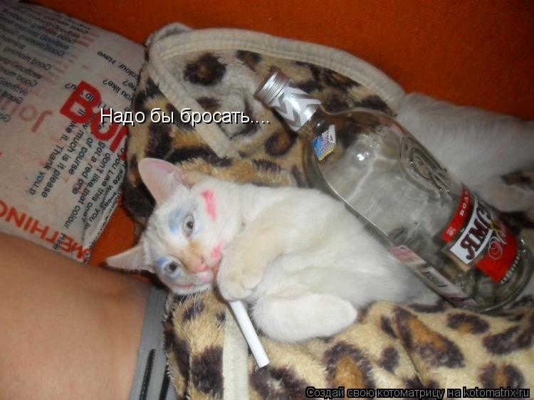 Котоматрица: Надо бы бросать....